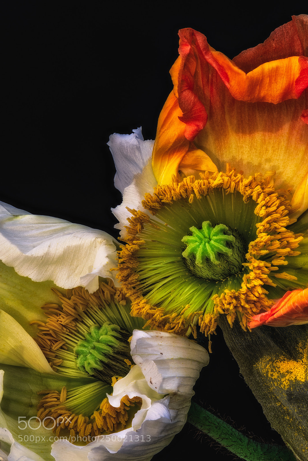 Nikon D810 sample photo. Joint fading continued photography
