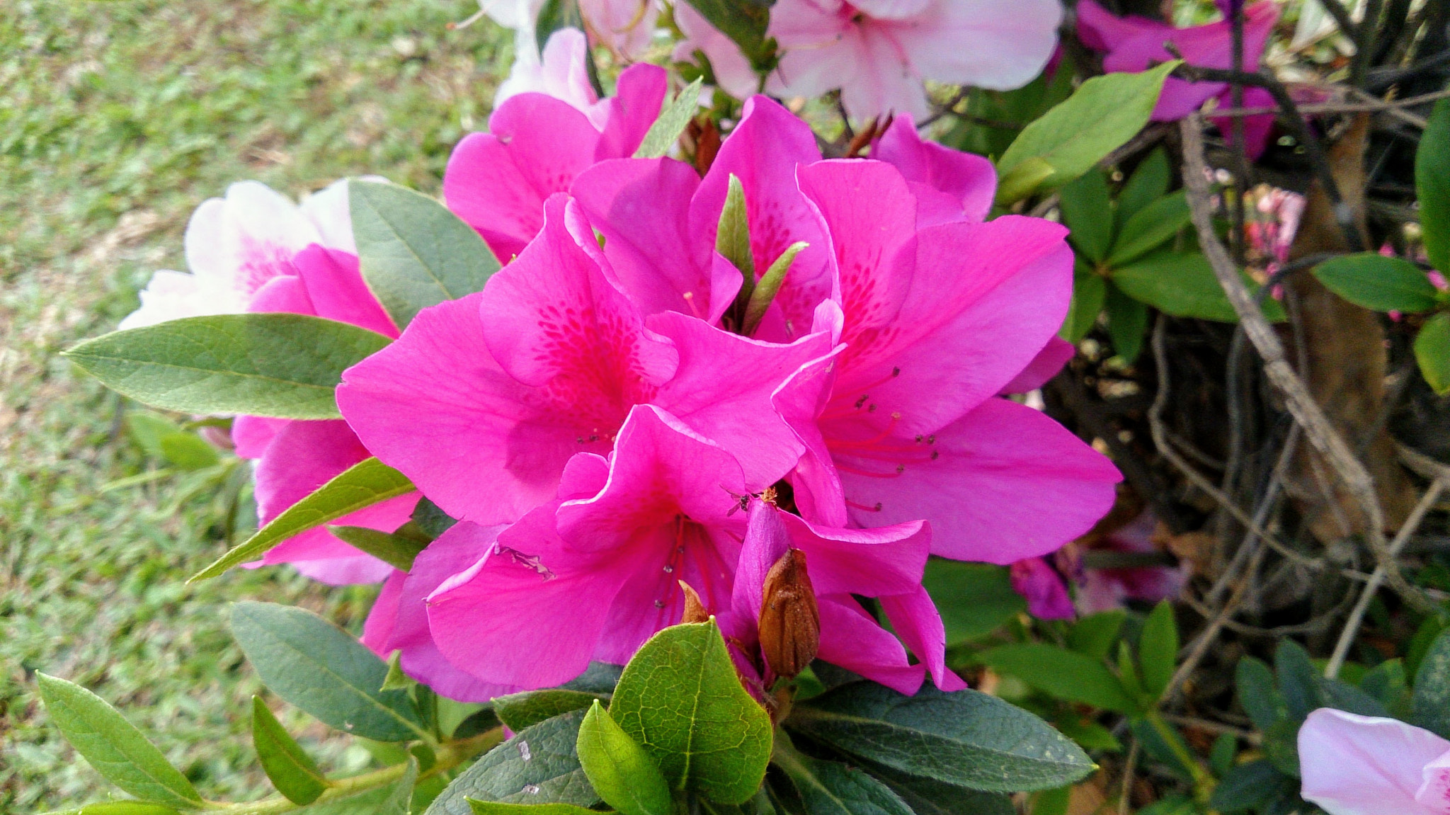 Sony Xperia Z sample photo. 杜鵑花 photography