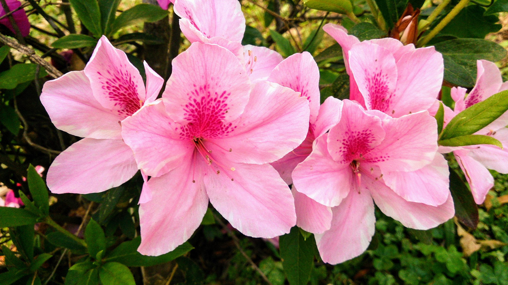 Sony Xperia Z sample photo. 杜鵑花 photography