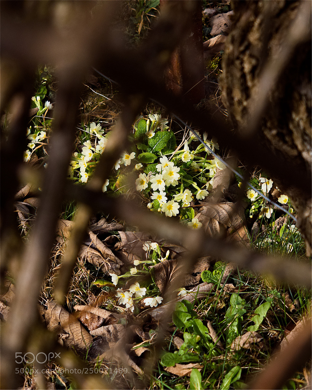 Panasonic Lumix DC-GH5 sample photo. Un printemps discret photography