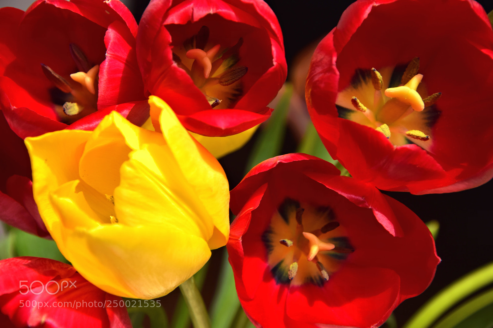 Nikon D5300 sample photo. Some tulips for a photography