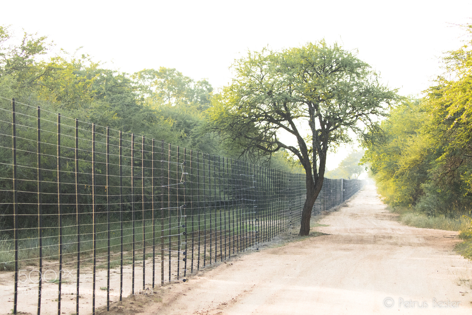 Canon EOS 750D (EOS Rebel T6i / EOS Kiss X8i) sample photo. Early morning road photography