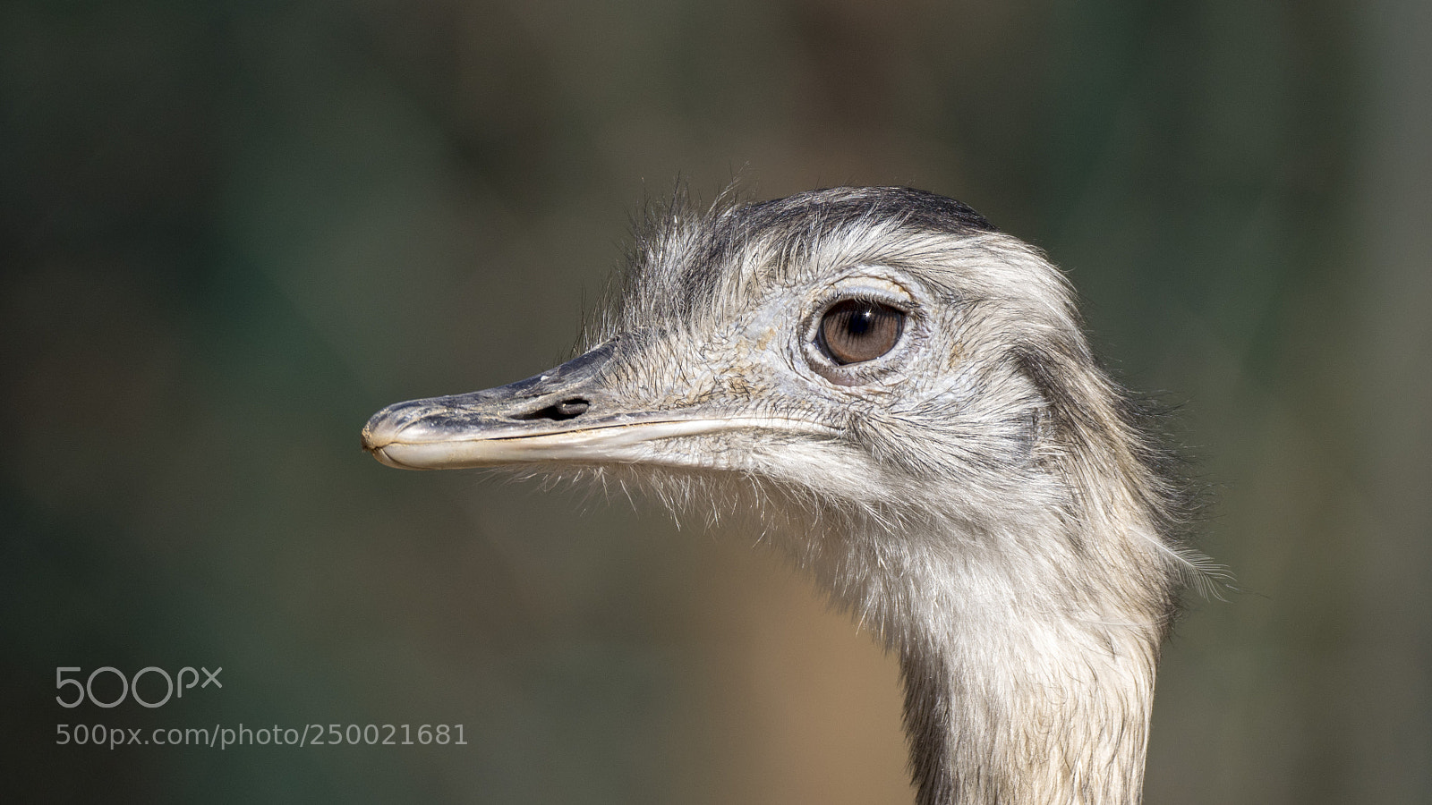 Sony a7R III sample photo. Ostrich head photography