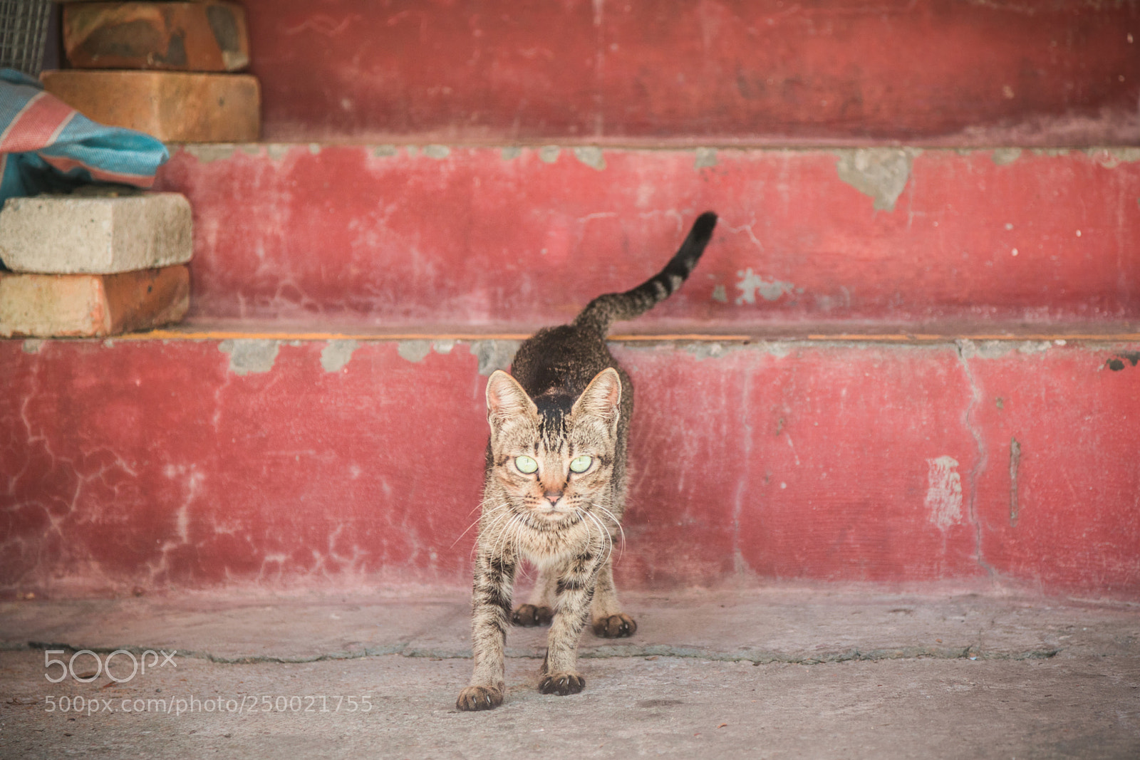 Canon EOS 5D Mark IV sample photo. Caution cat 小心貓 photography