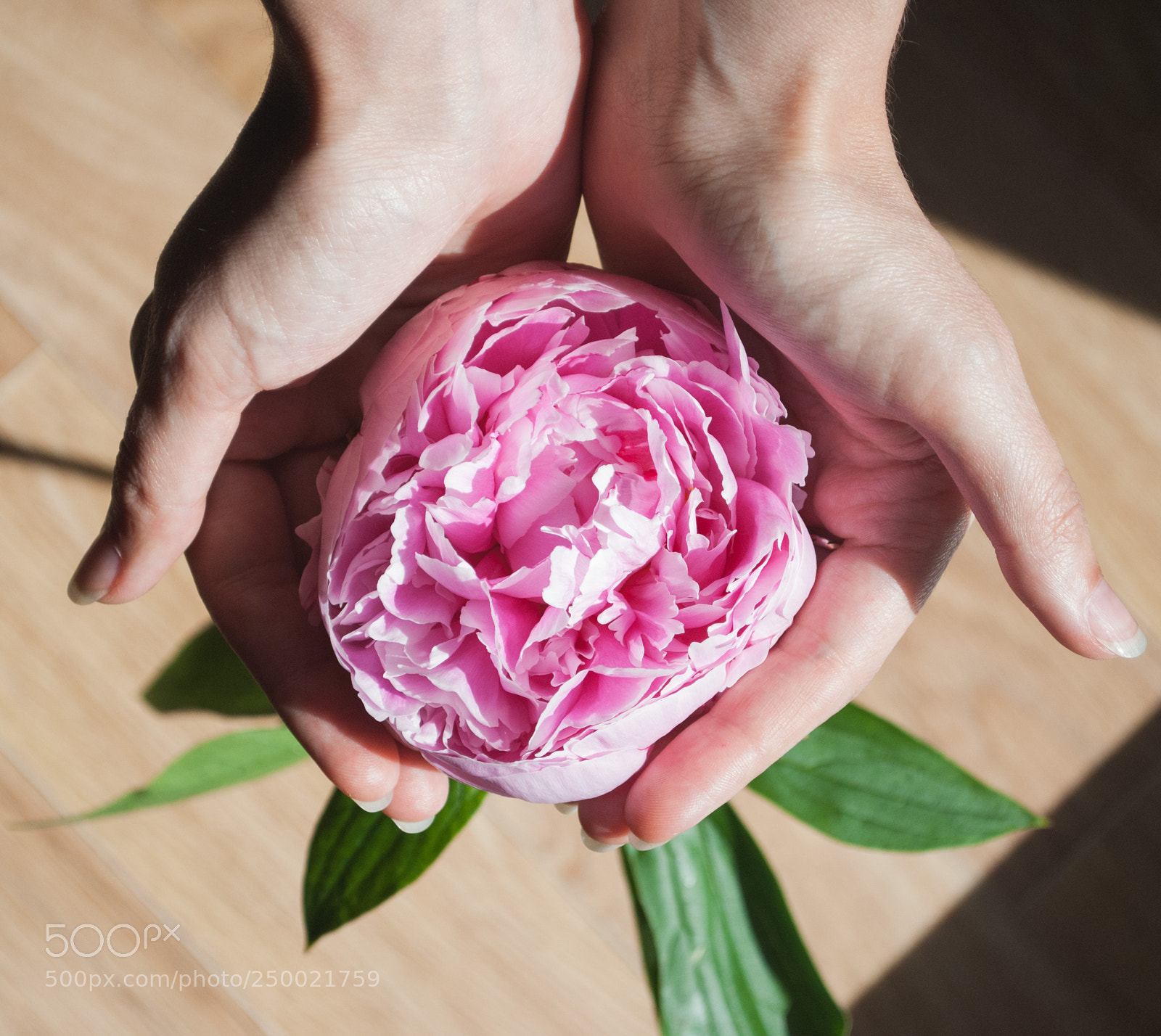 Nikon D3000 sample photo. Keep a peony bud photography