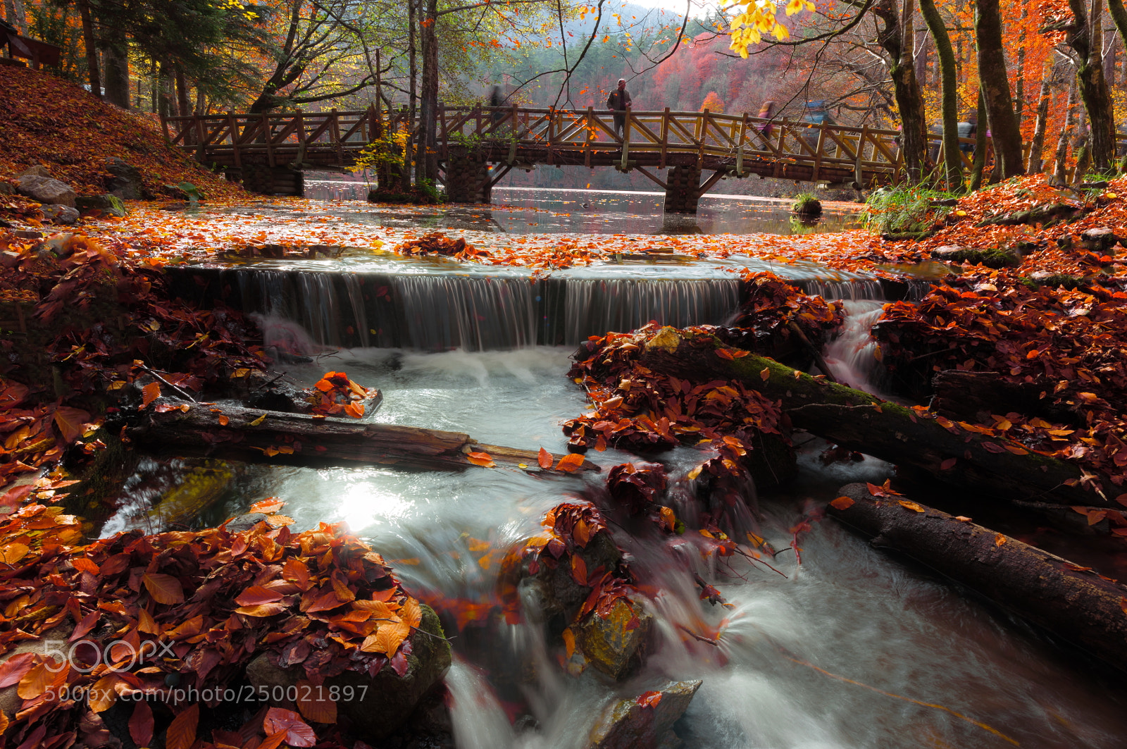 Nikon D810 sample photo. Last autumn photography