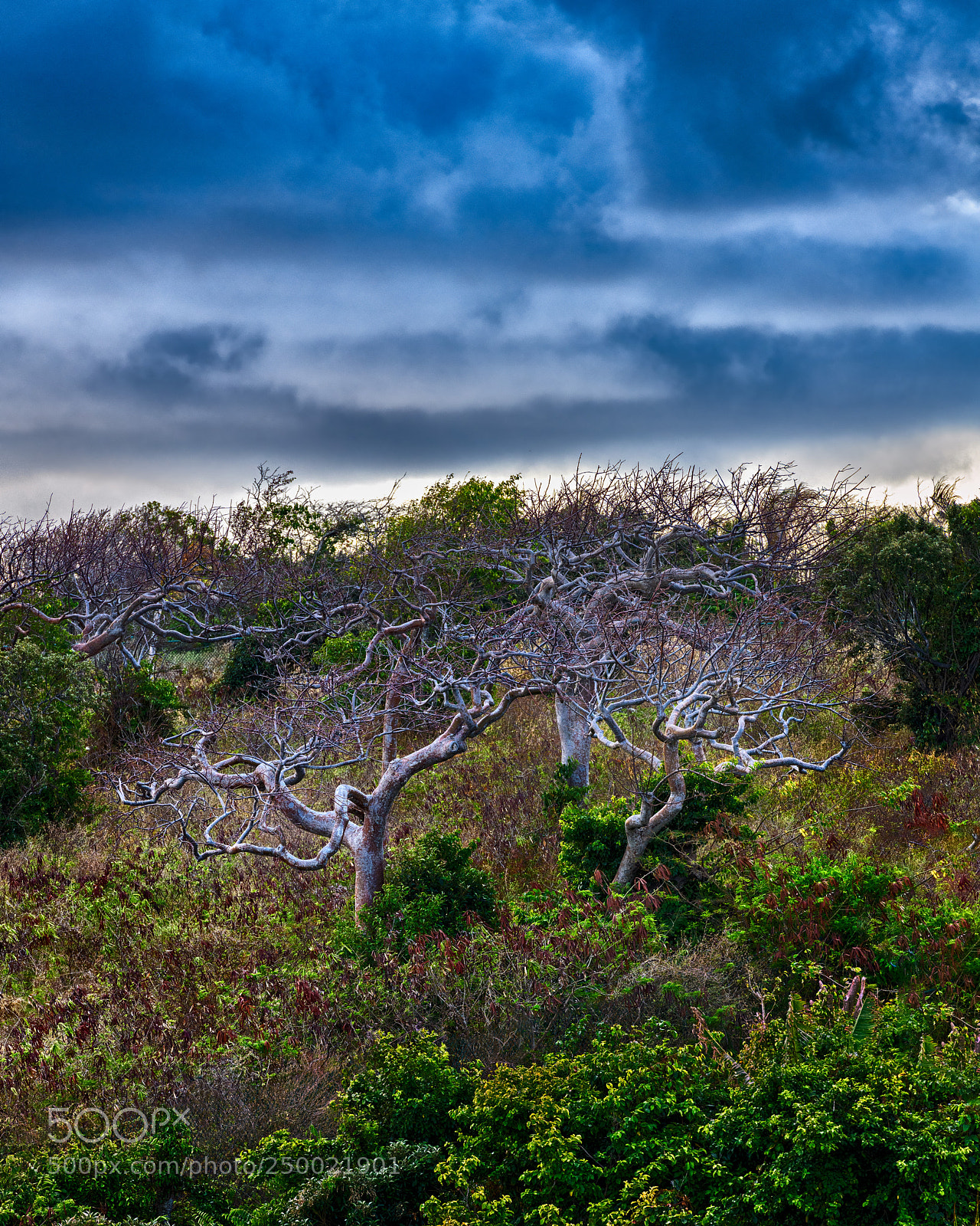 Nikon D850 sample photo. Twisted trees at dawn photography