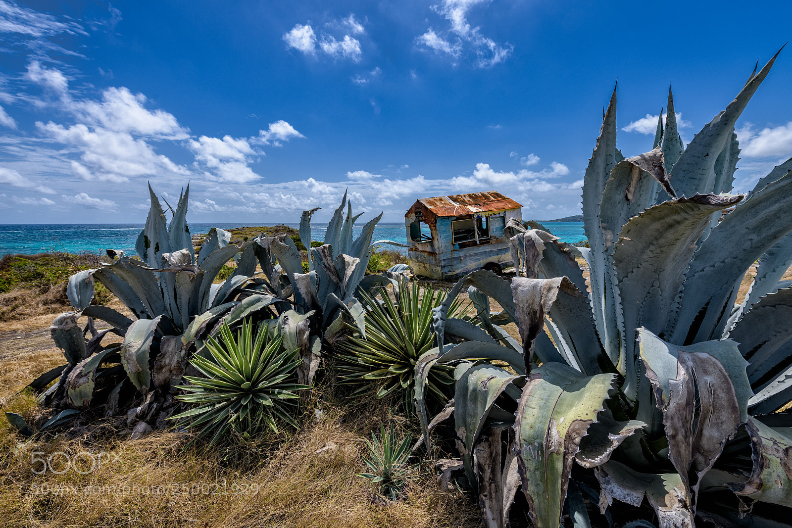 Nikon D850 sample photo. Rusted shack and aloe photography