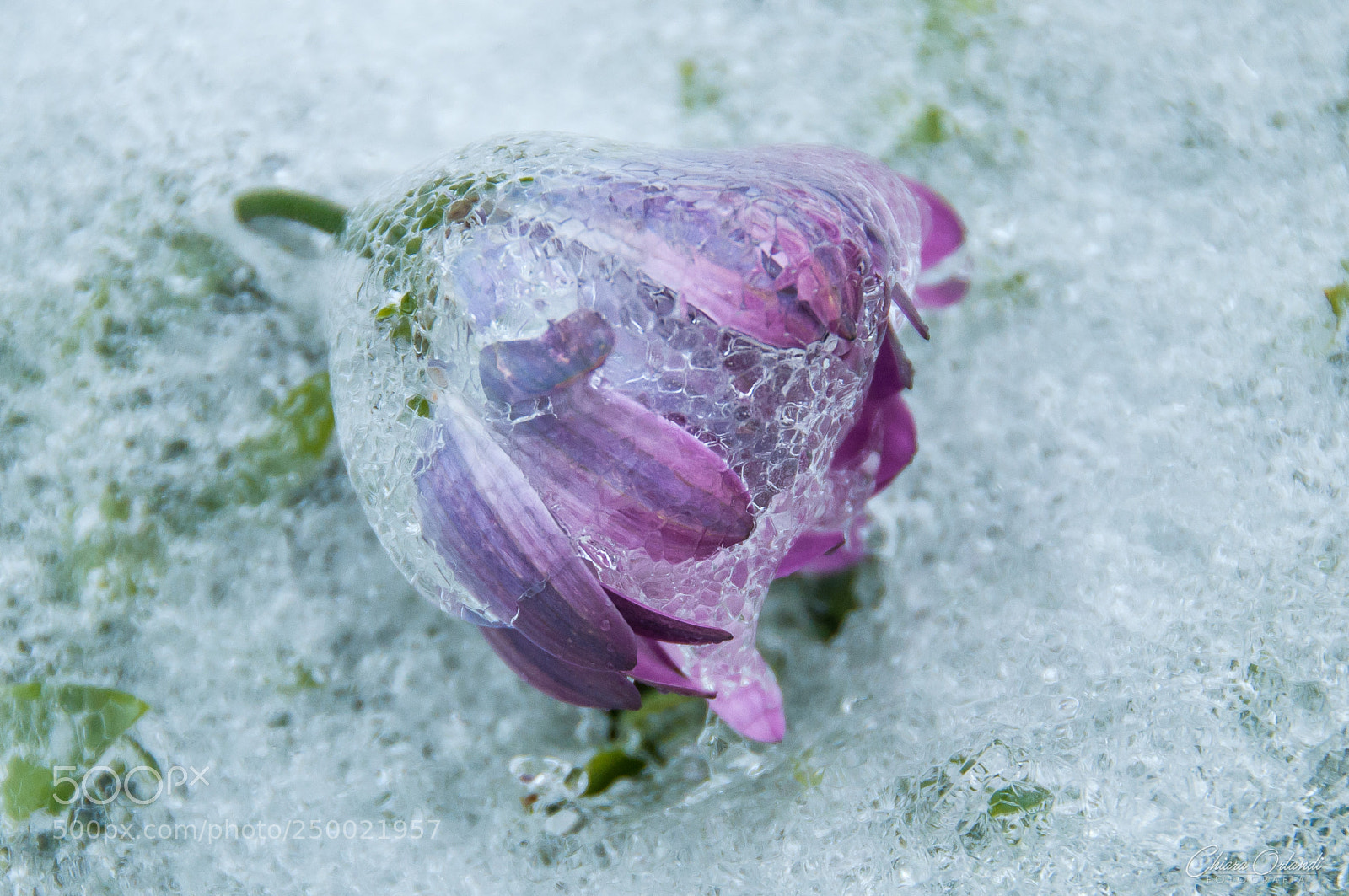 Nikon D90 sample photo. Frozen photography