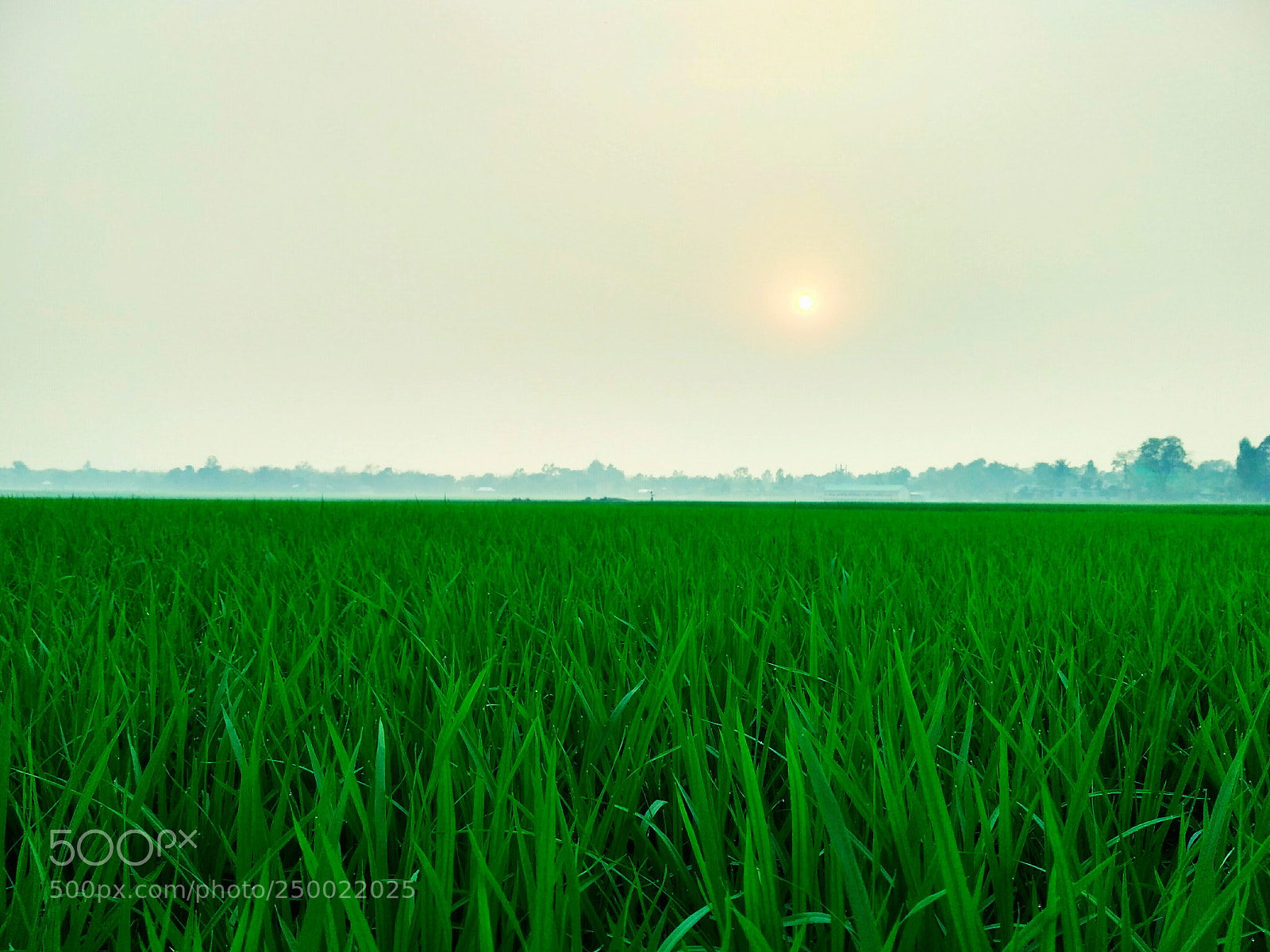Xiaomi Redmi 3S sample photo. Field of paddy photography
