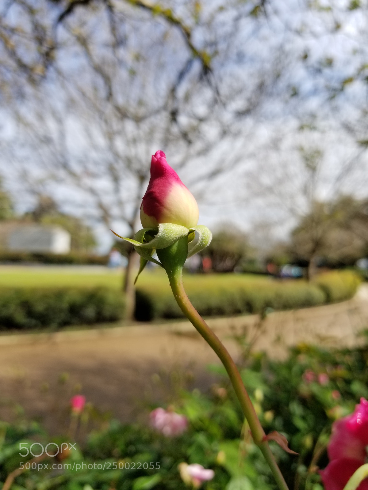 Samsung Galaxy S8+ sample photo. Untitled photography