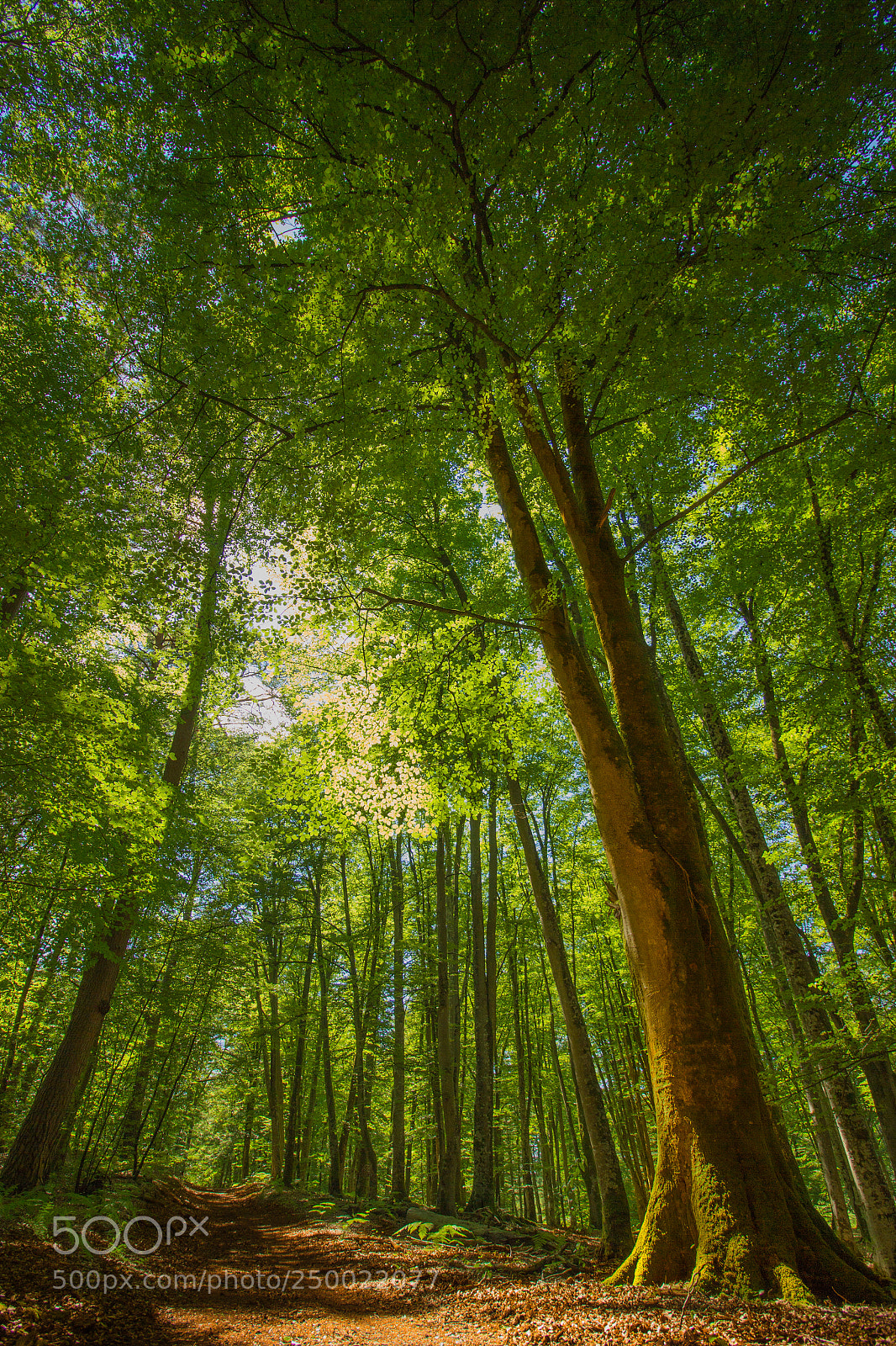 Canon EOS 550D (EOS Rebel T2i / EOS Kiss X4) sample photo. Foret de fontainebleau photography