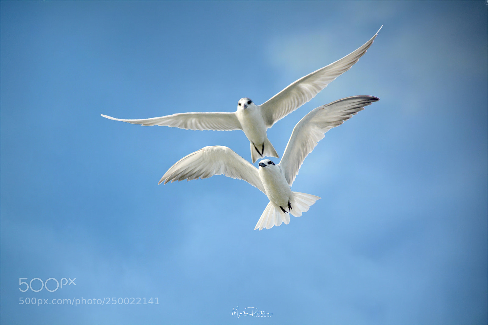 Nikon D7100 sample photo. Whiskered tern photography