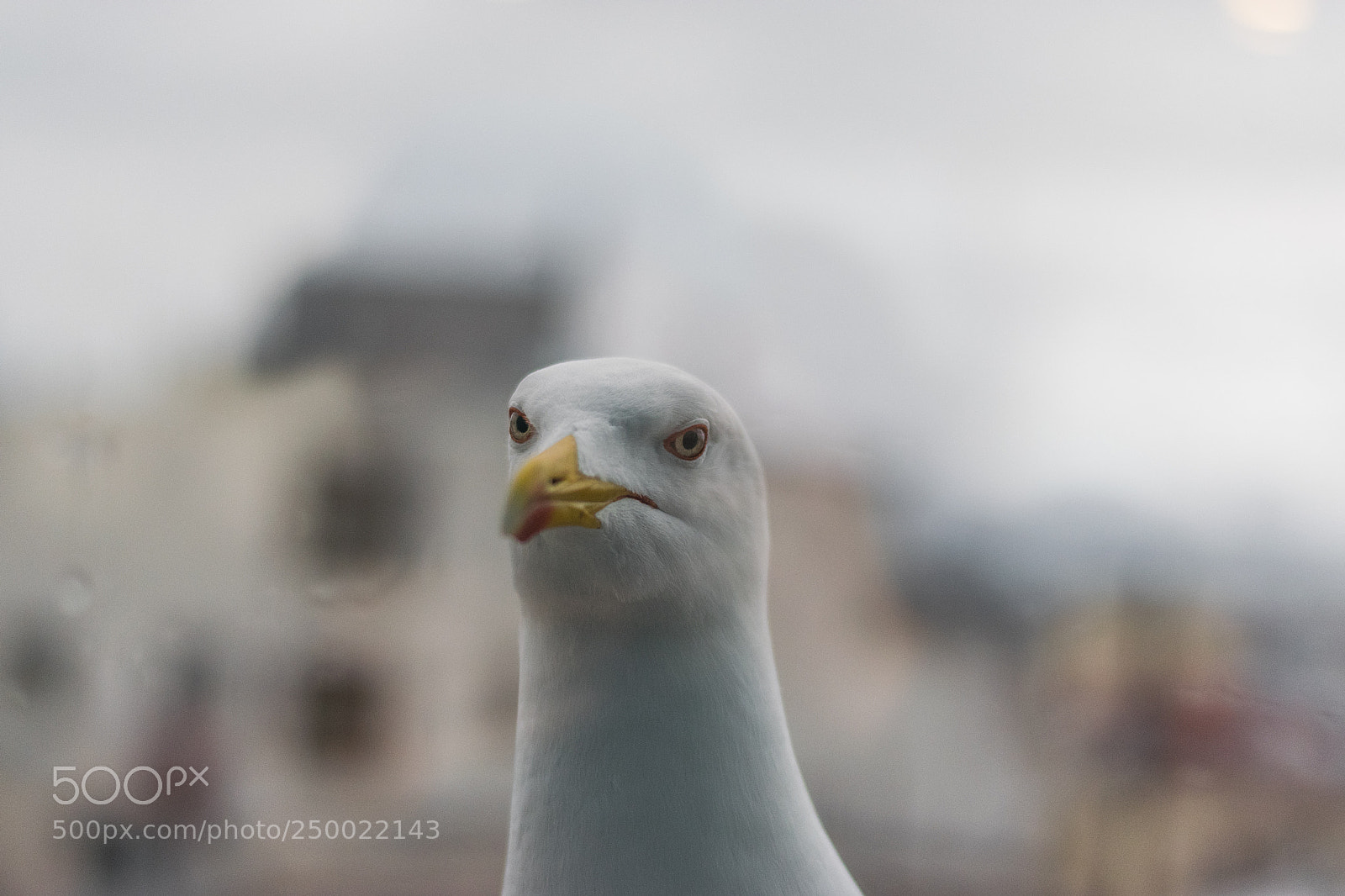 Nikon D5300 sample photo. Mad seagull photography