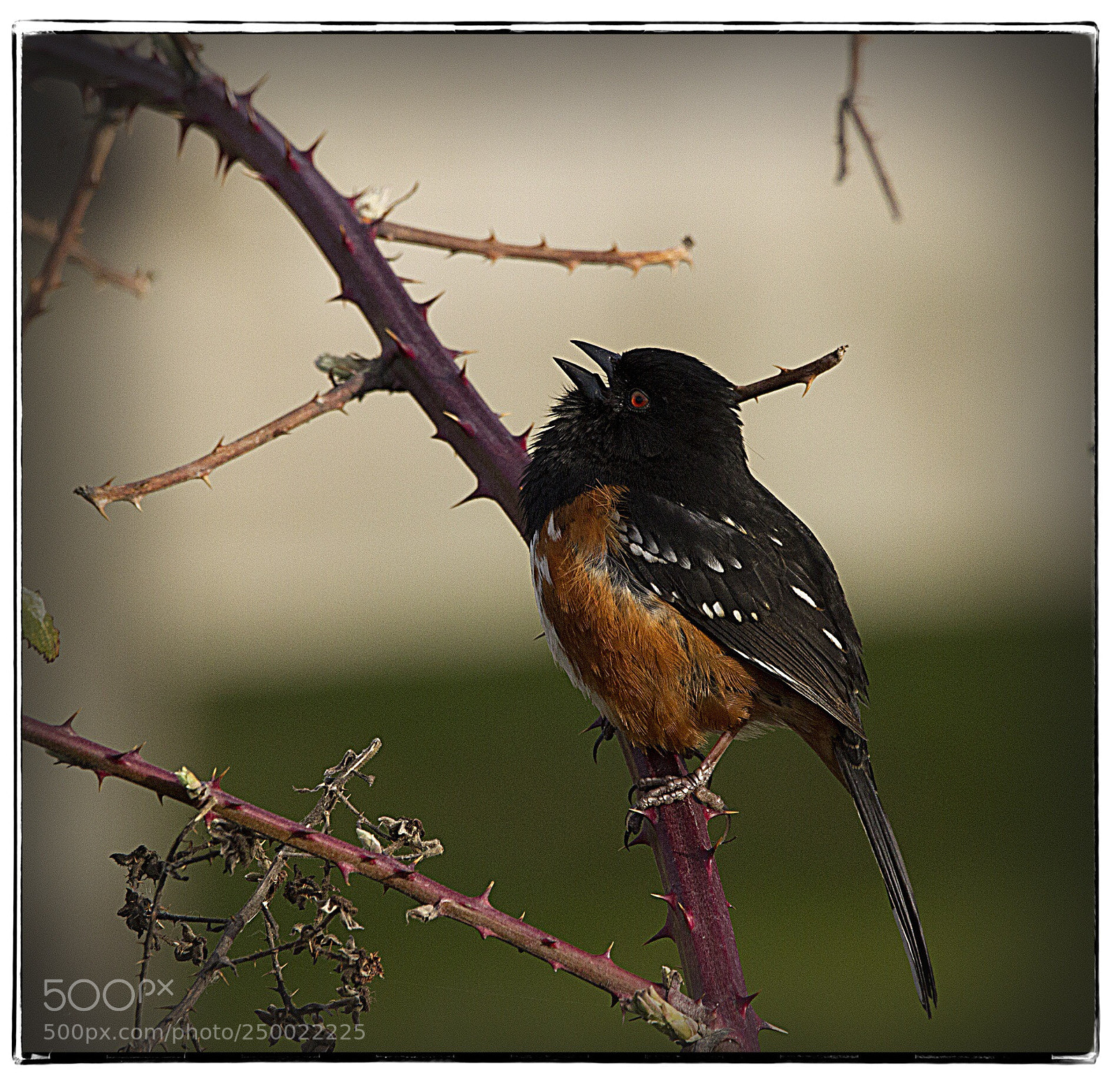 Canon EOS 7D sample photo. Red-breasted red eyed bird. photography