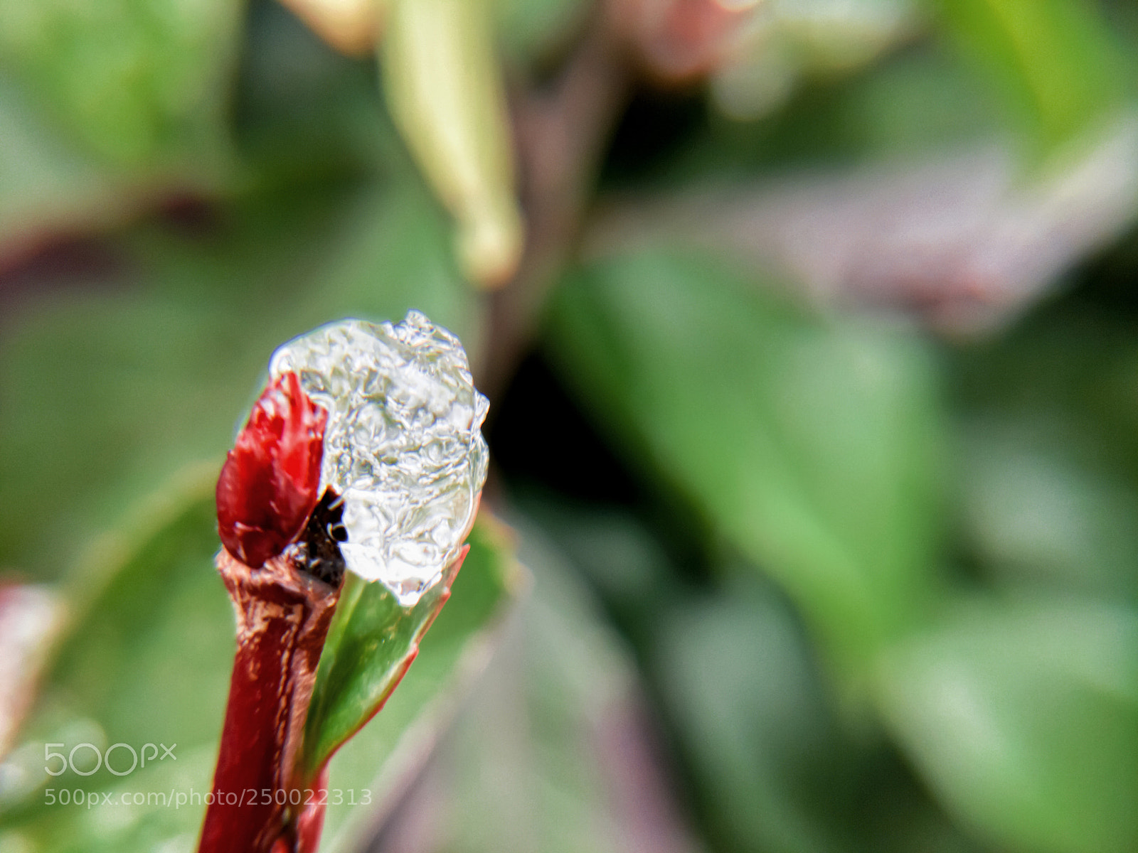 OnePlus 5 sample photo. Ice or flower？ photography