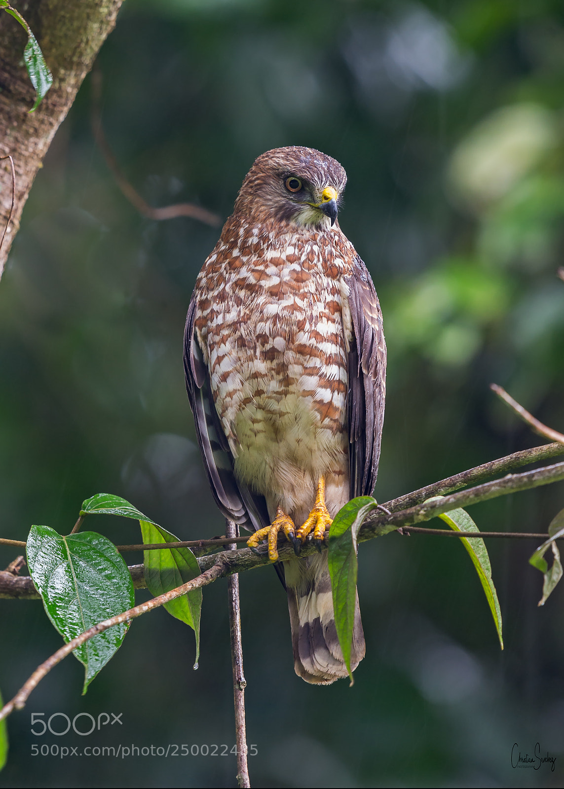 Nikon D4 sample photo. Broad-winged hawk photography