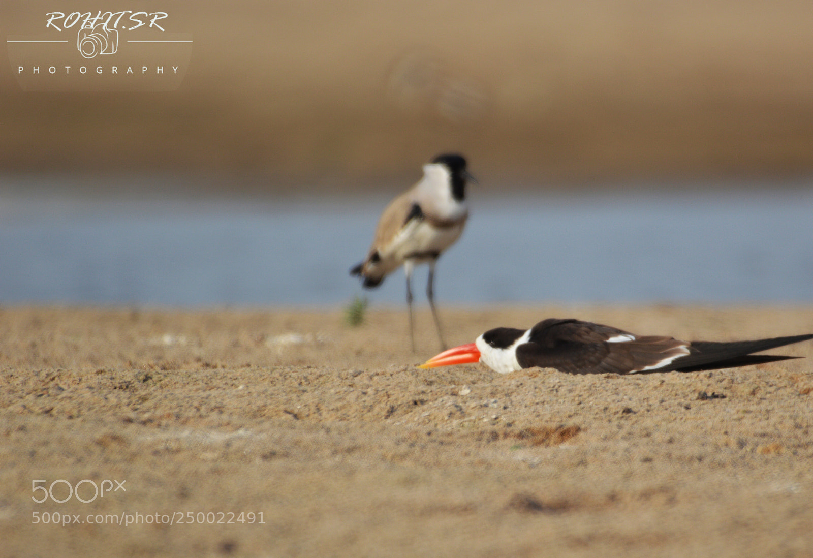 Nikon D3200 sample photo. Angry bird photography