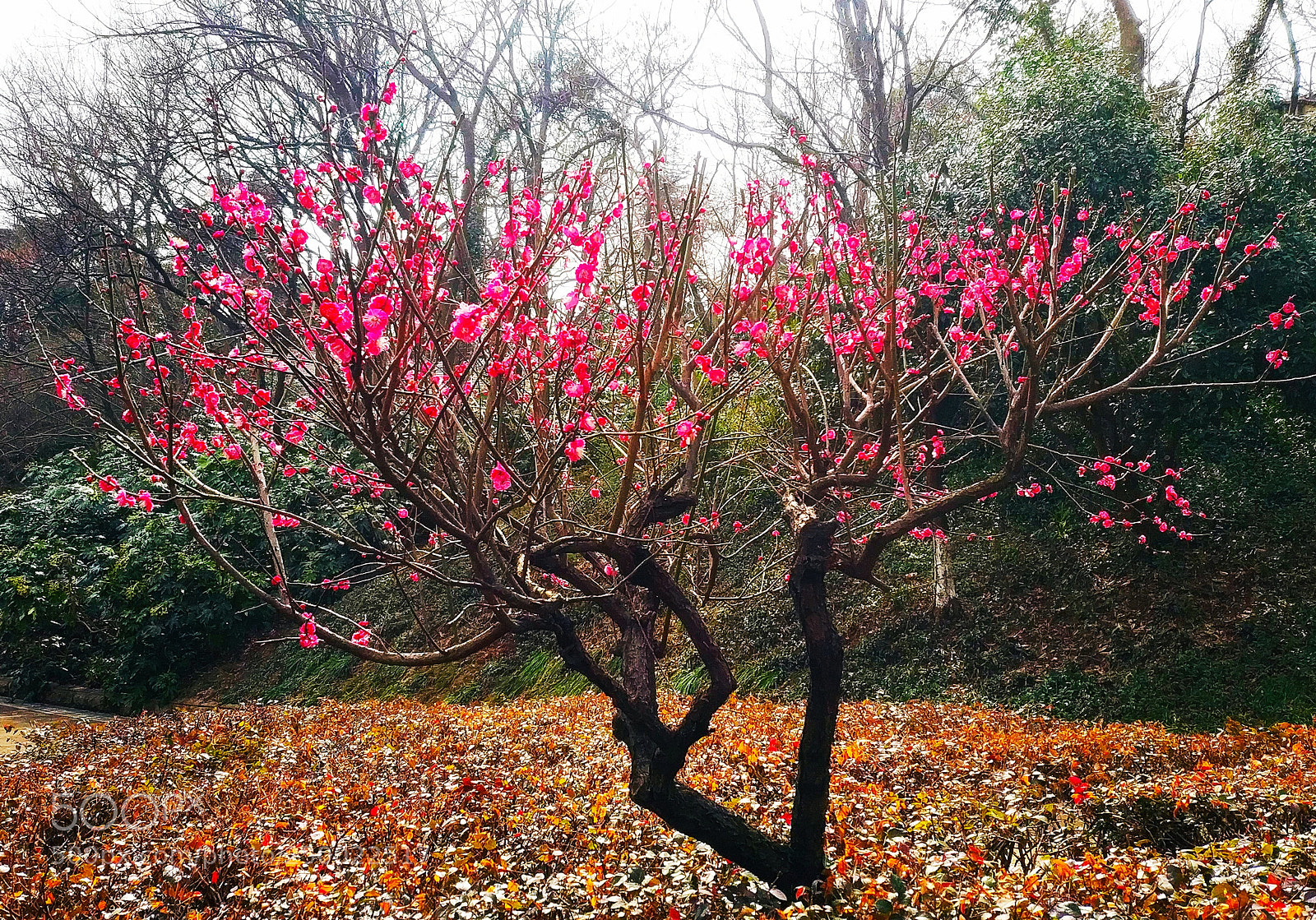 Xiaomi MIX 2 sample photo. Blossom tree photography