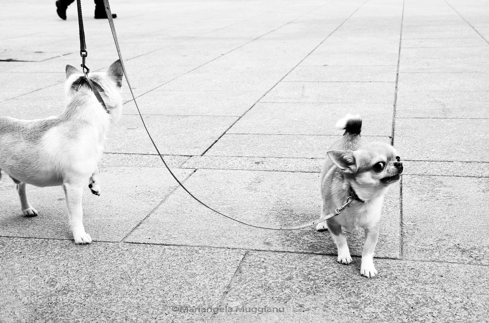 Nikon D5100 sample photo. Urban animals photography