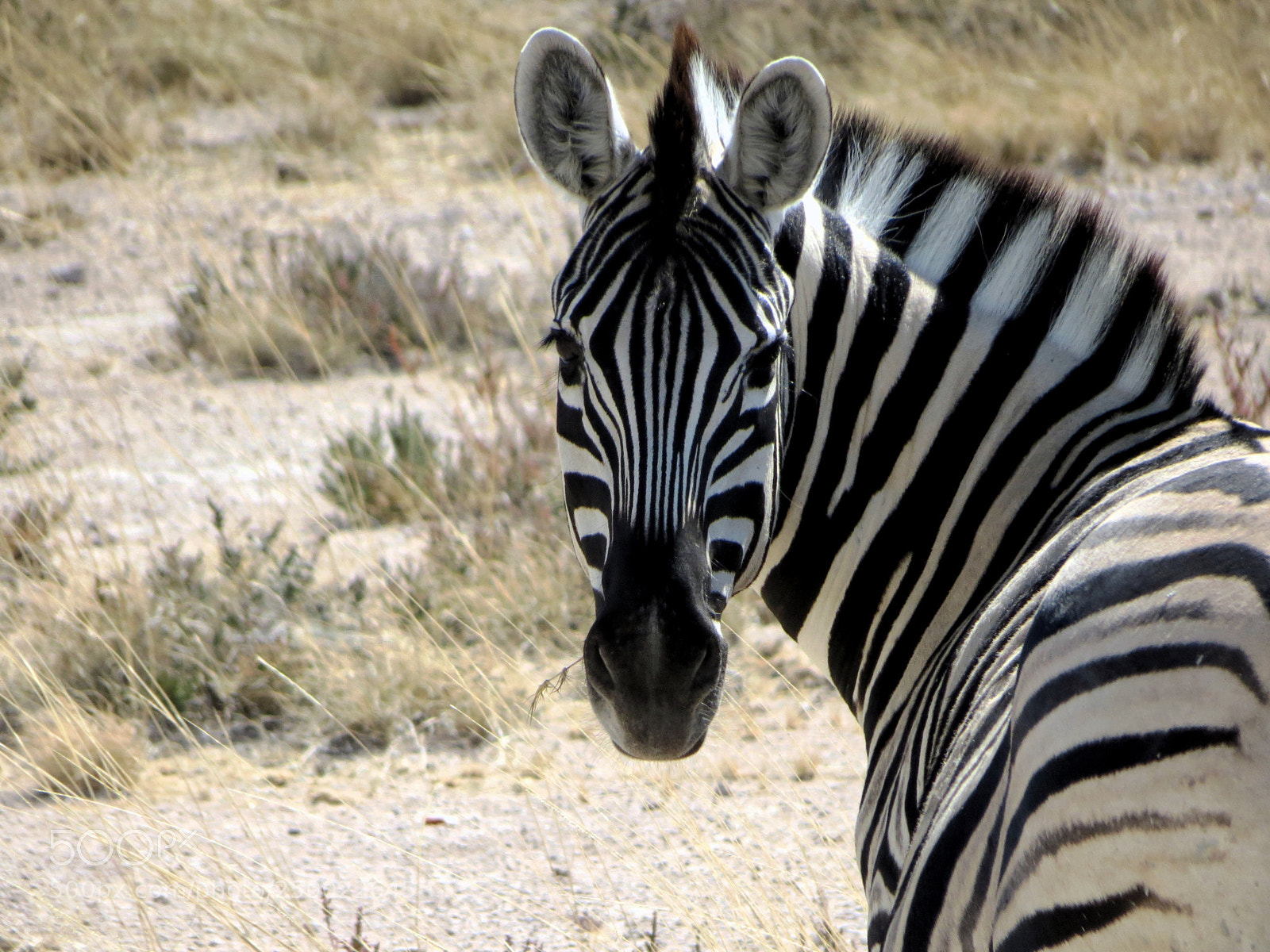 Canon PowerShot SX40 HS sample photo. Namibian zebra photography