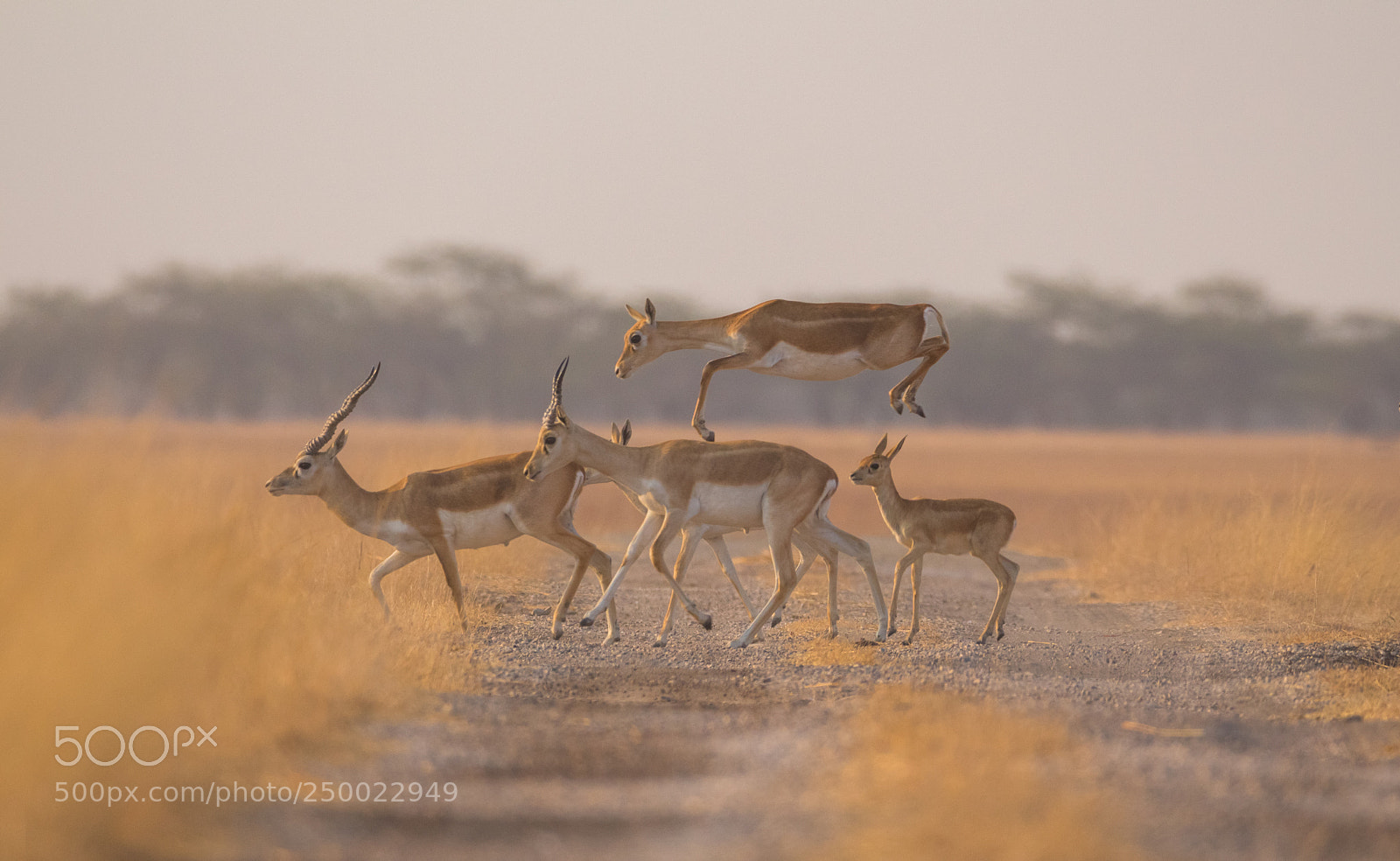 Canon EOS 700D (EOS Rebel T5i / EOS Kiss X7i) sample photo. Black buck photography