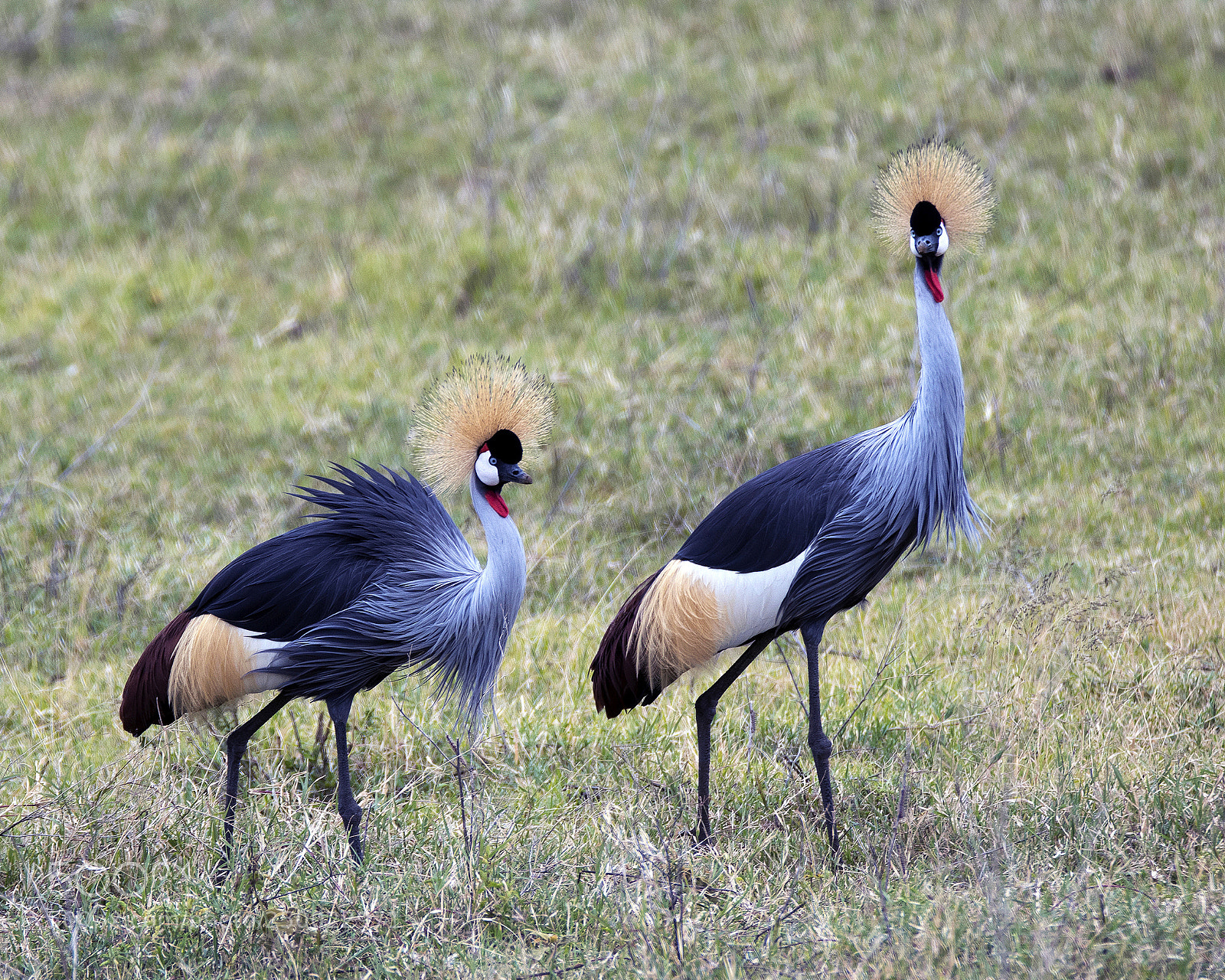 Nikon D500 sample photo. Ngorongoro crested crane breeding photography