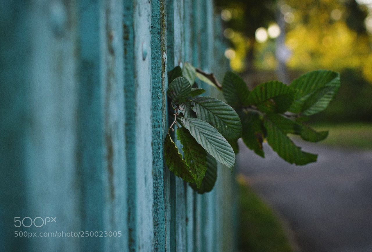 Nikon D3200 + Nikon AF-S DX Nikkor 35mm F1.8G sample photo. *** photography