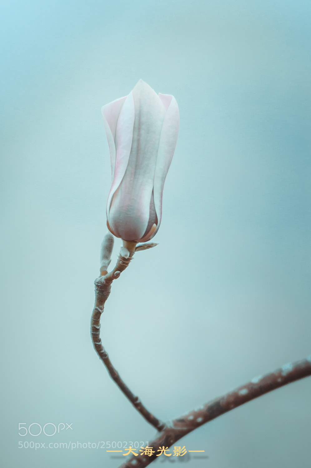Nikon D300S sample photo. Untitled photography