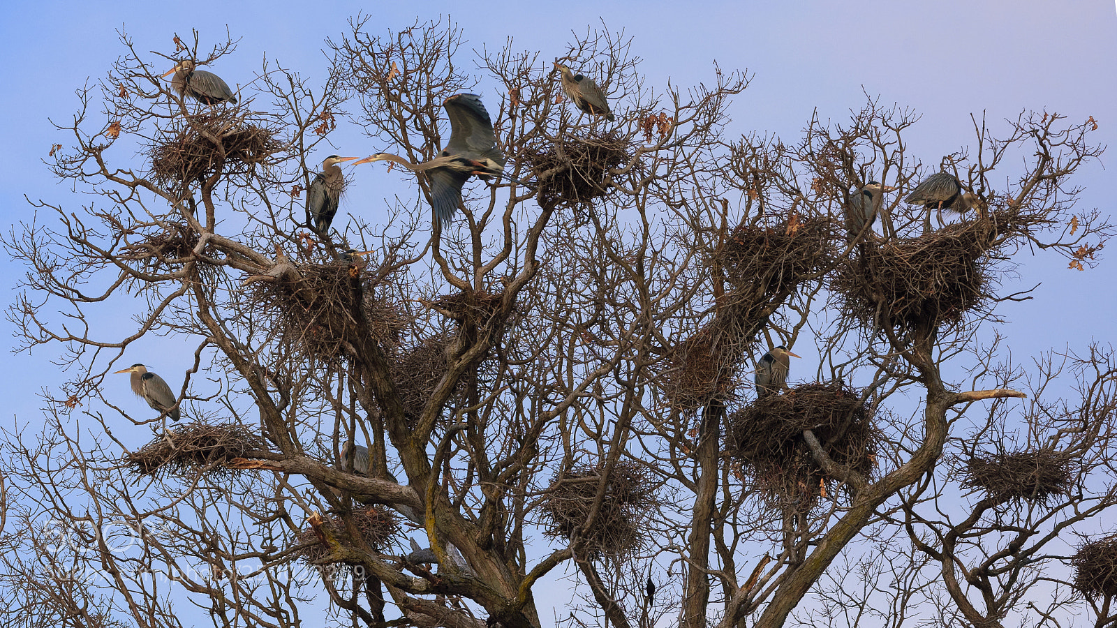 Nikon D7200 sample photo. Tree of life photography