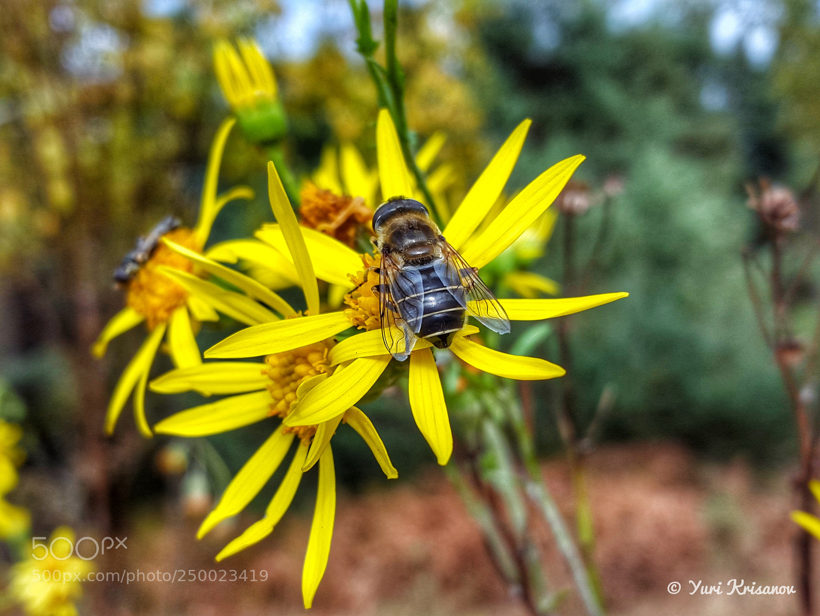 Samsung Galaxy Alpha sample photo. Hoverfly and autumn flowers photography
