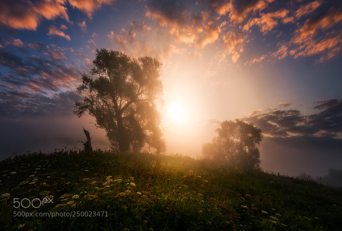 Nikon D610 sample photo. July morning photography