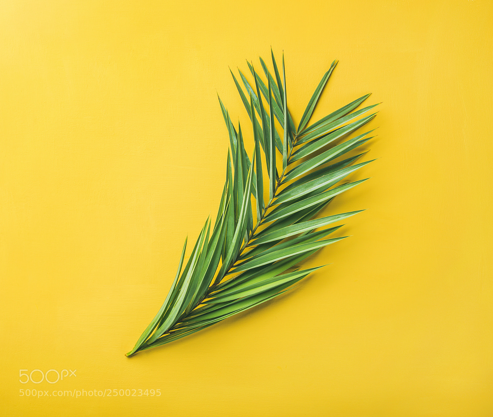 Nikon D610 sample photo. Green palm branches over photography