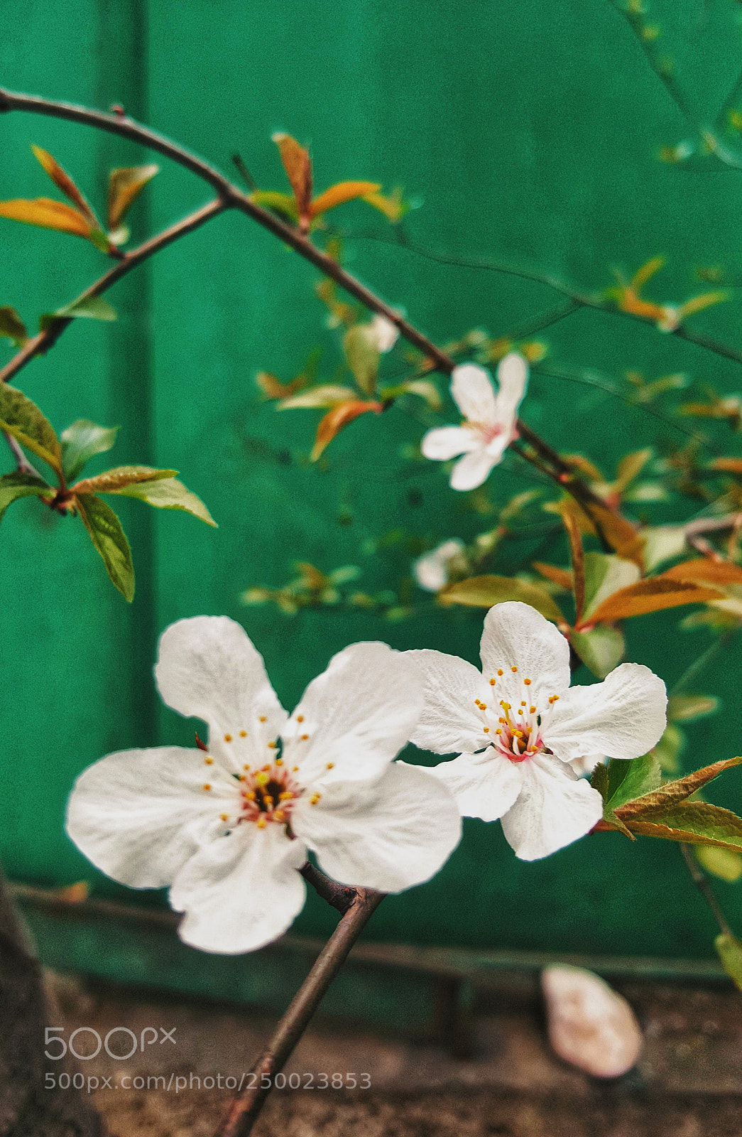 Samsung GALAXY S6 edge sample photo. Untitled photography
