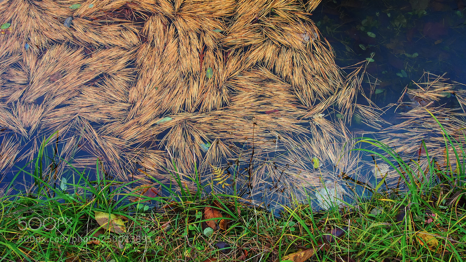 Olympus OM-D E-M5 sample photo. Late autumn pond photography