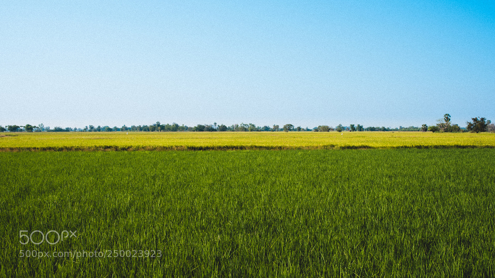 Pentax K-1 sample photo. Color of rice field photography