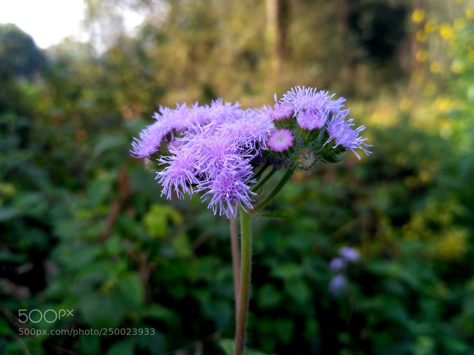 Xiaomi Redmi 3S sample photo. 5.jpg photography