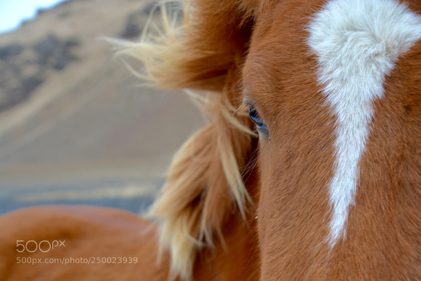 Nikon D7100 sample photo. Icelandic horse photography