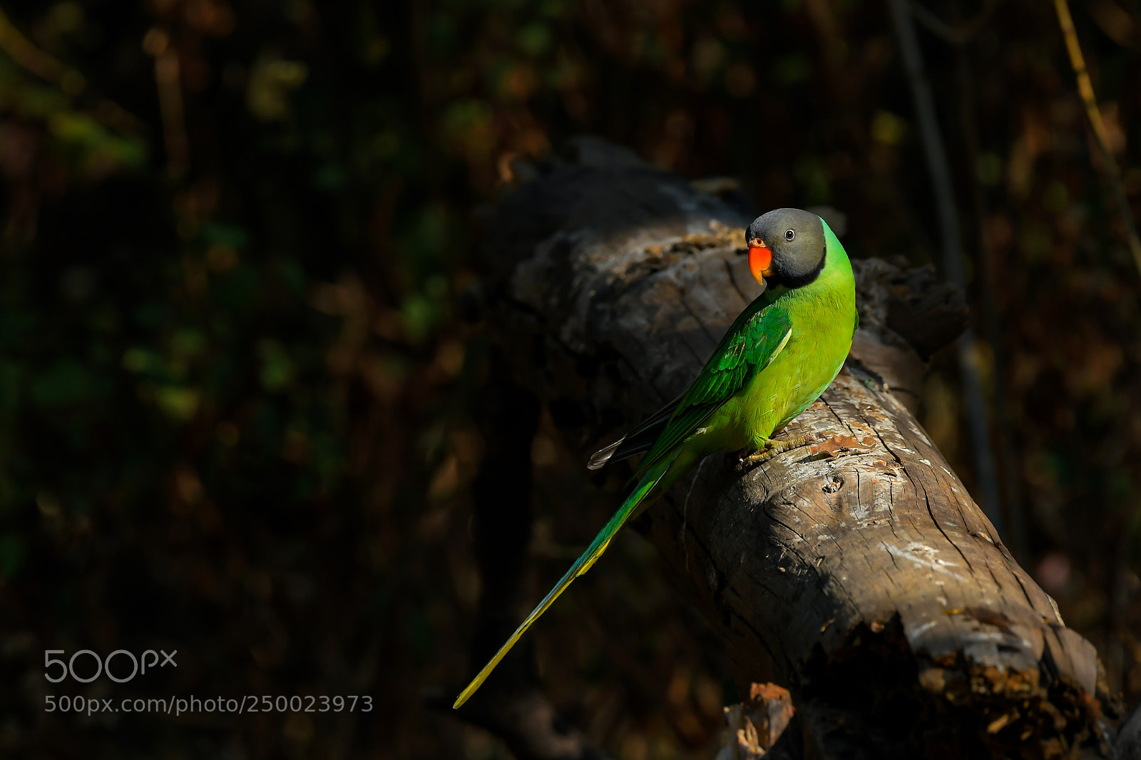 Nikon D500 sample photo. Slaty-headed parakeet(male) photography