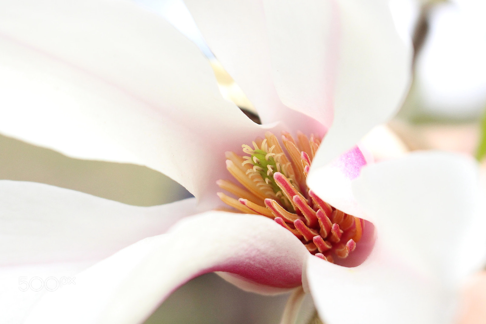 Canon EOS 100D (EOS Rebel SL1 / EOS Kiss X7) sample photo. Lily magnolia photography