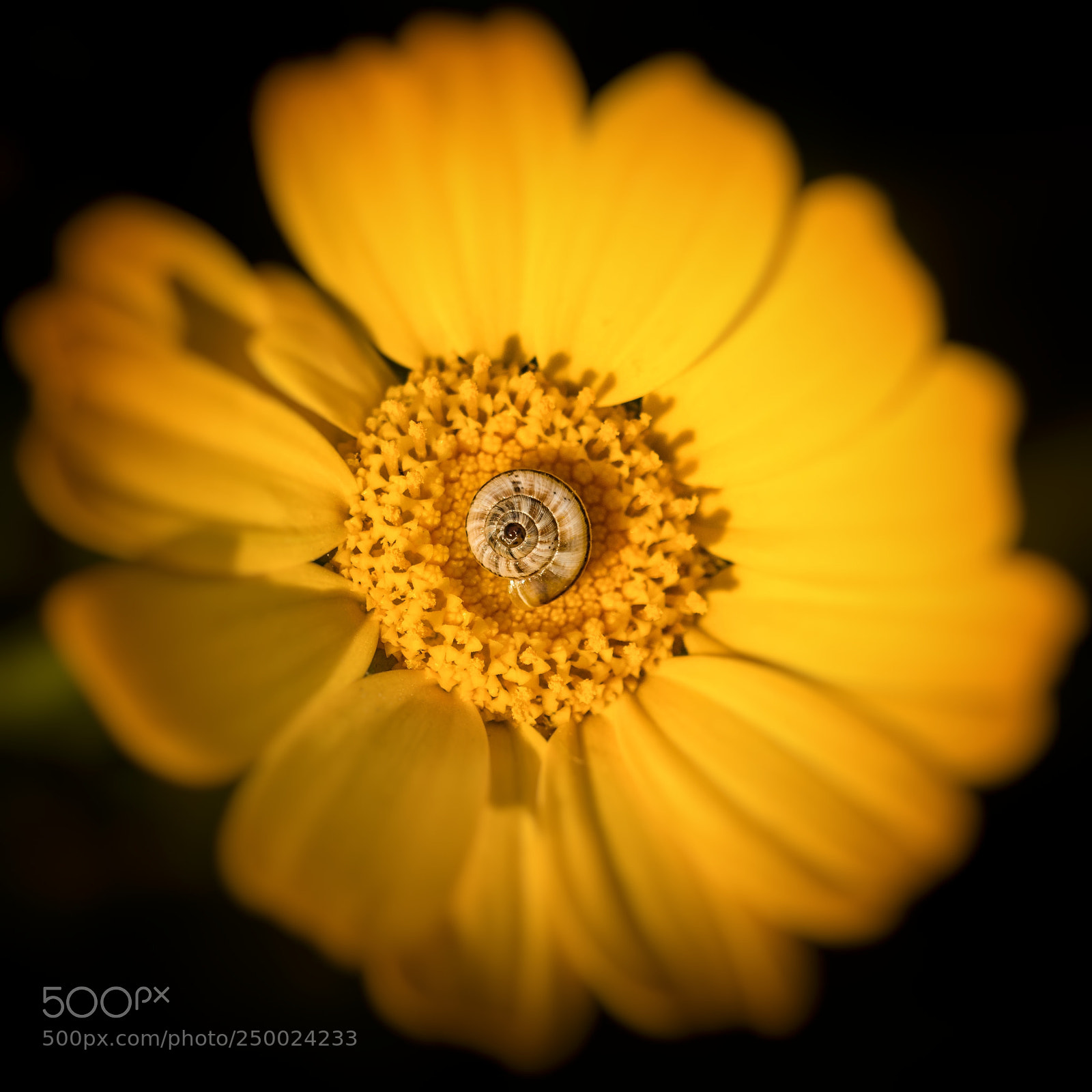 Nikon D7200 sample photo. Yellow photography