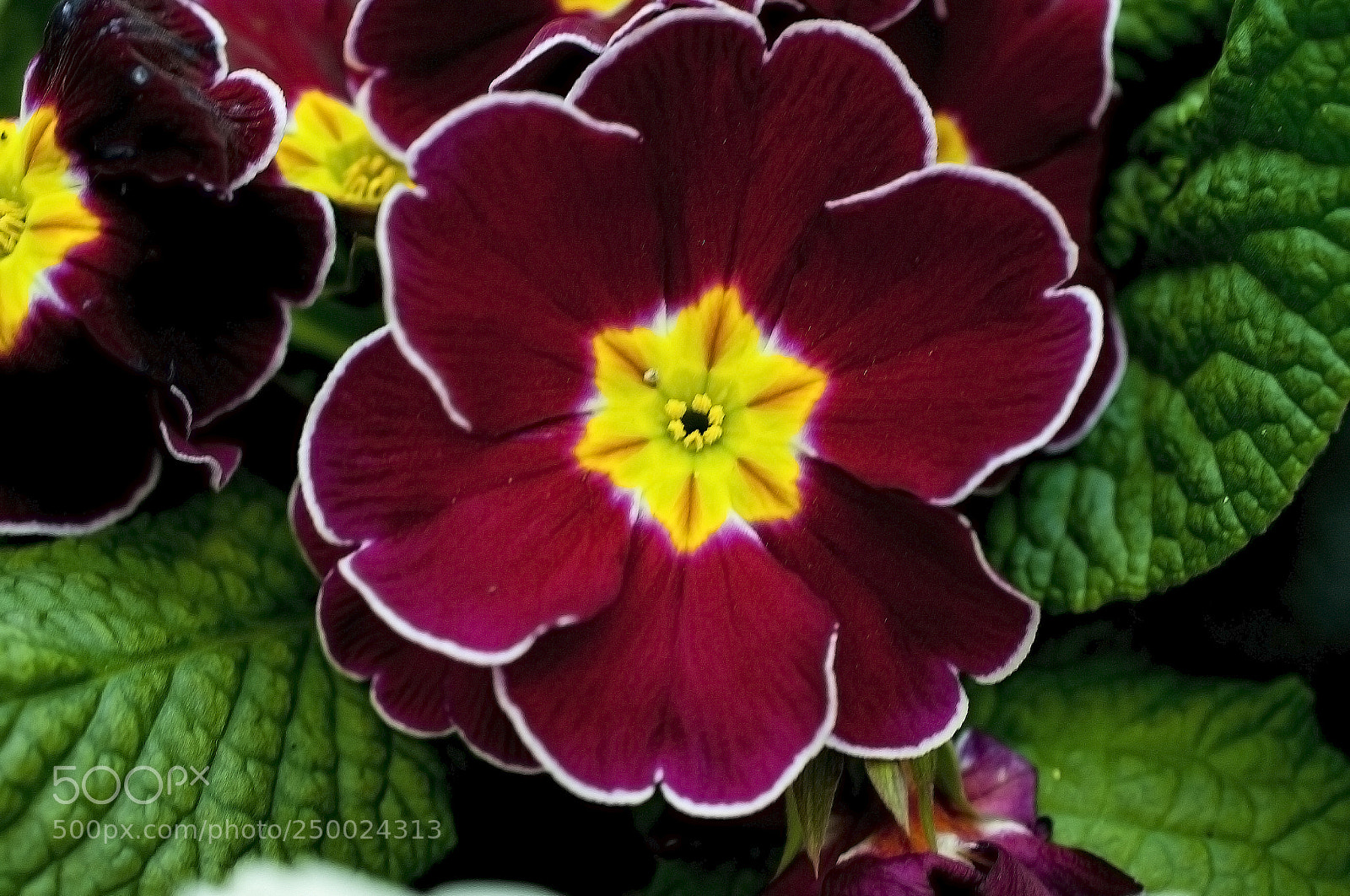 Nikon D700 sample photo. Primula vulgaris lowing it. photography