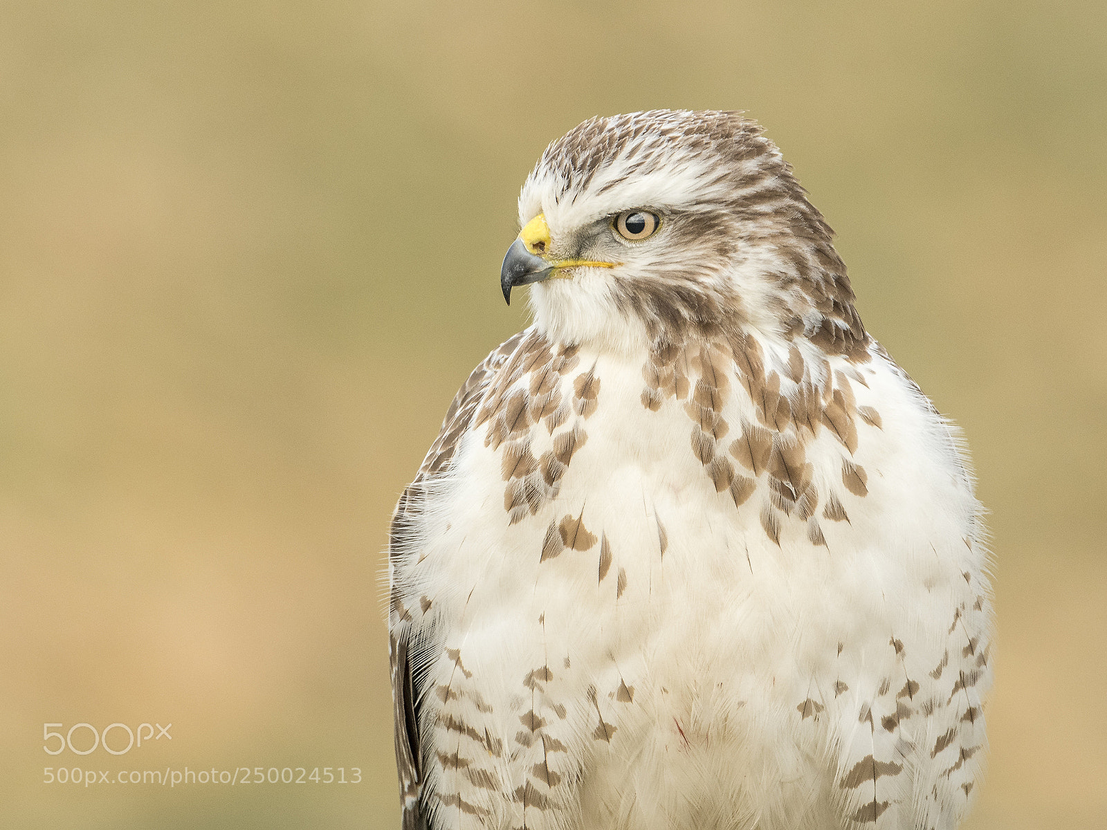 Nikon D500 sample photo. Blond buzzard portrait photography