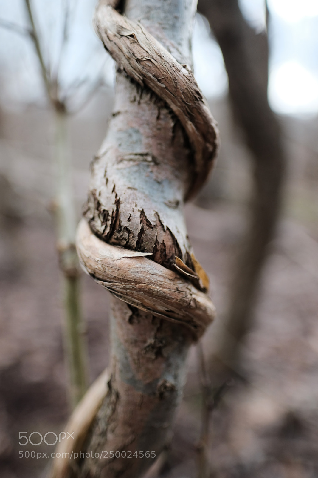 Fujifilm X-Pro2 sample photo. Holding tight photography
