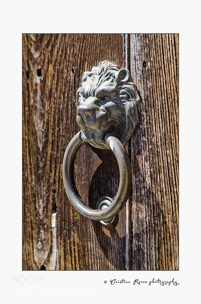 Nikon D7000 sample photo. Lion photography