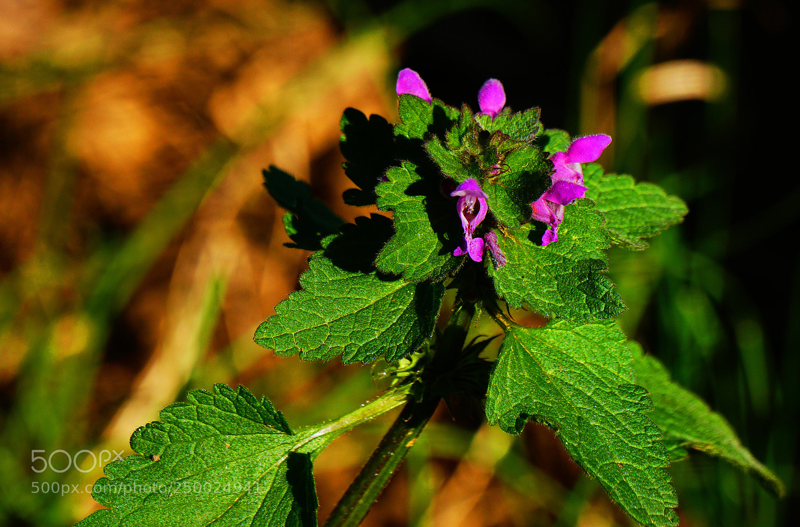 Sony a6300 sample photo. Rebirth of nature photography