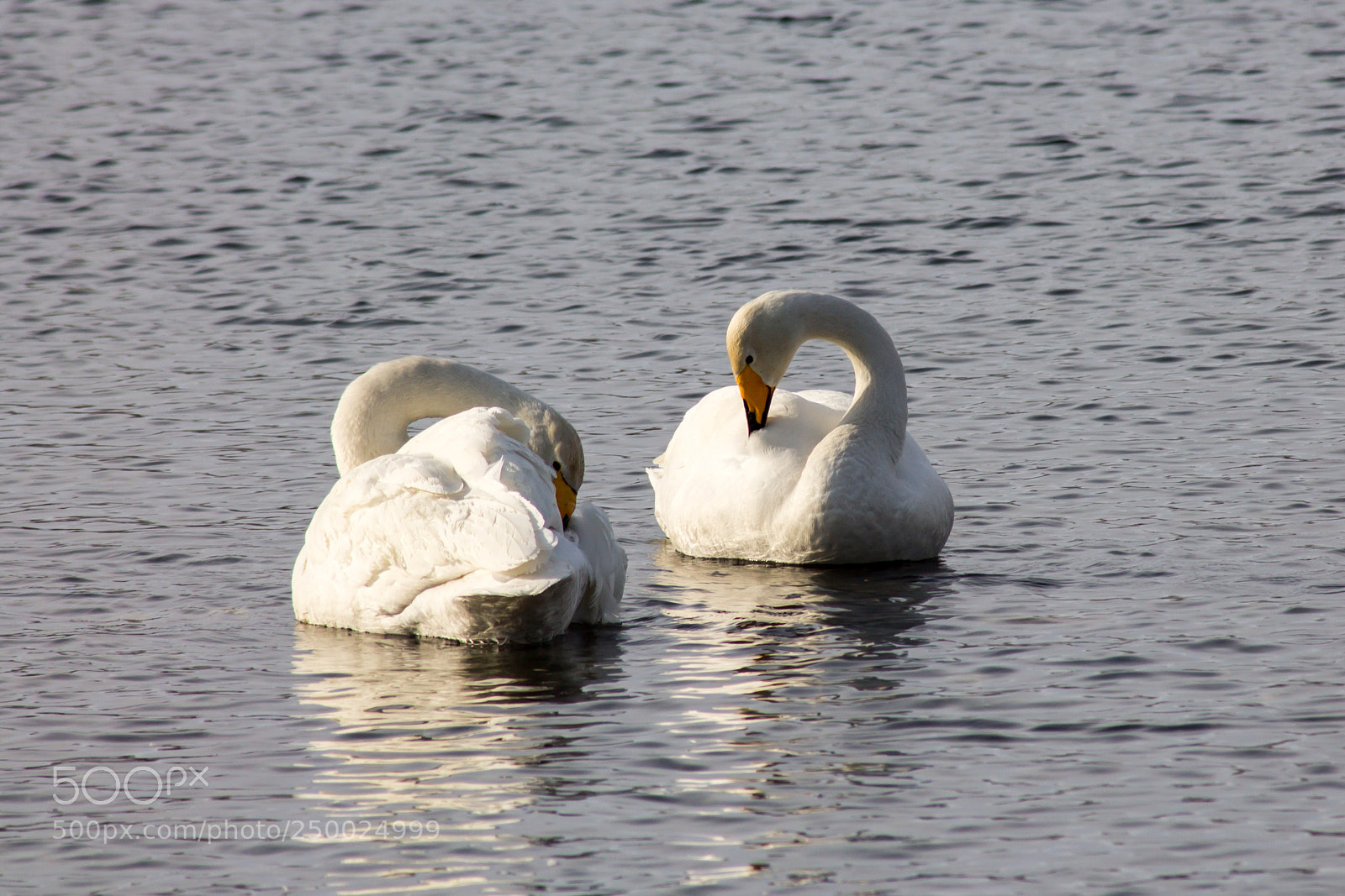 Canon EOS 1100D (EOS Rebel T3 / EOS Kiss X50) sample photo. Swans photography