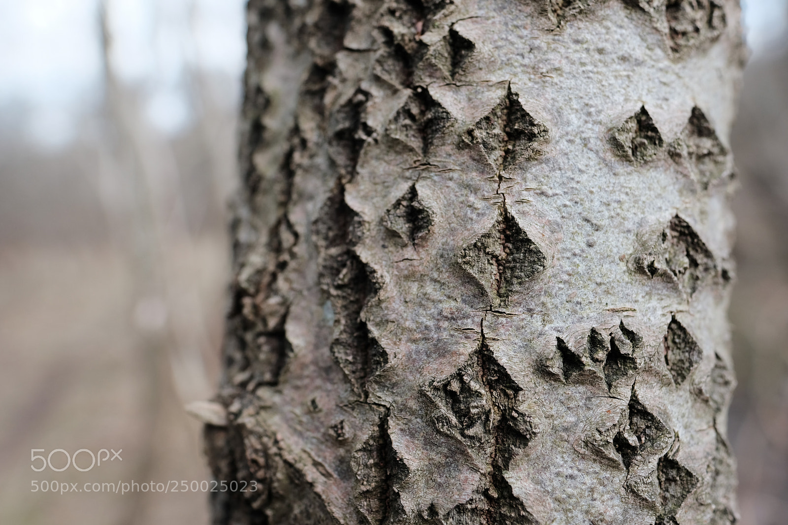 Fujifilm X-Pro2 sample photo. Dimond bark photography