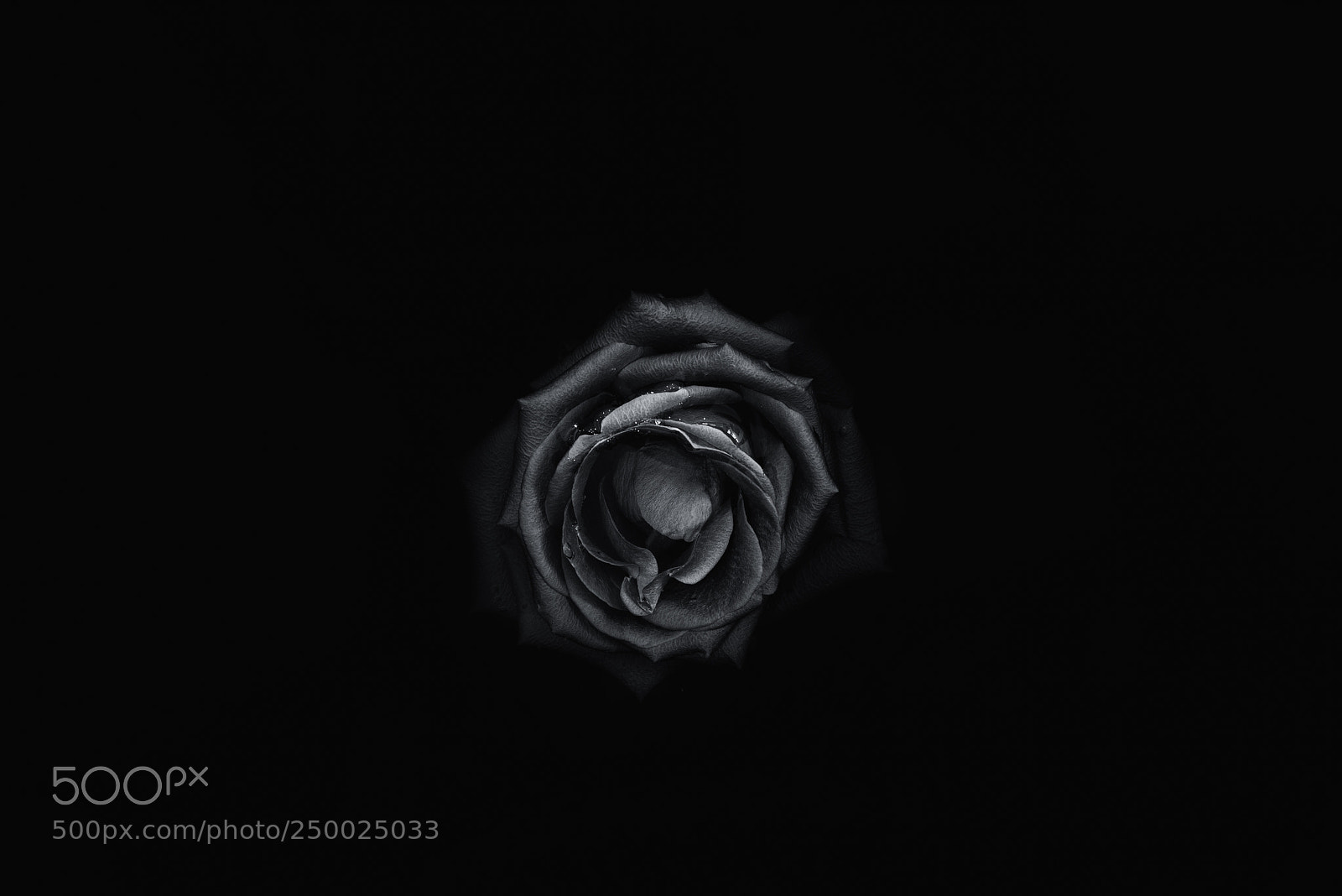 Nikon D610 sample photo. Subtle emerging photography
