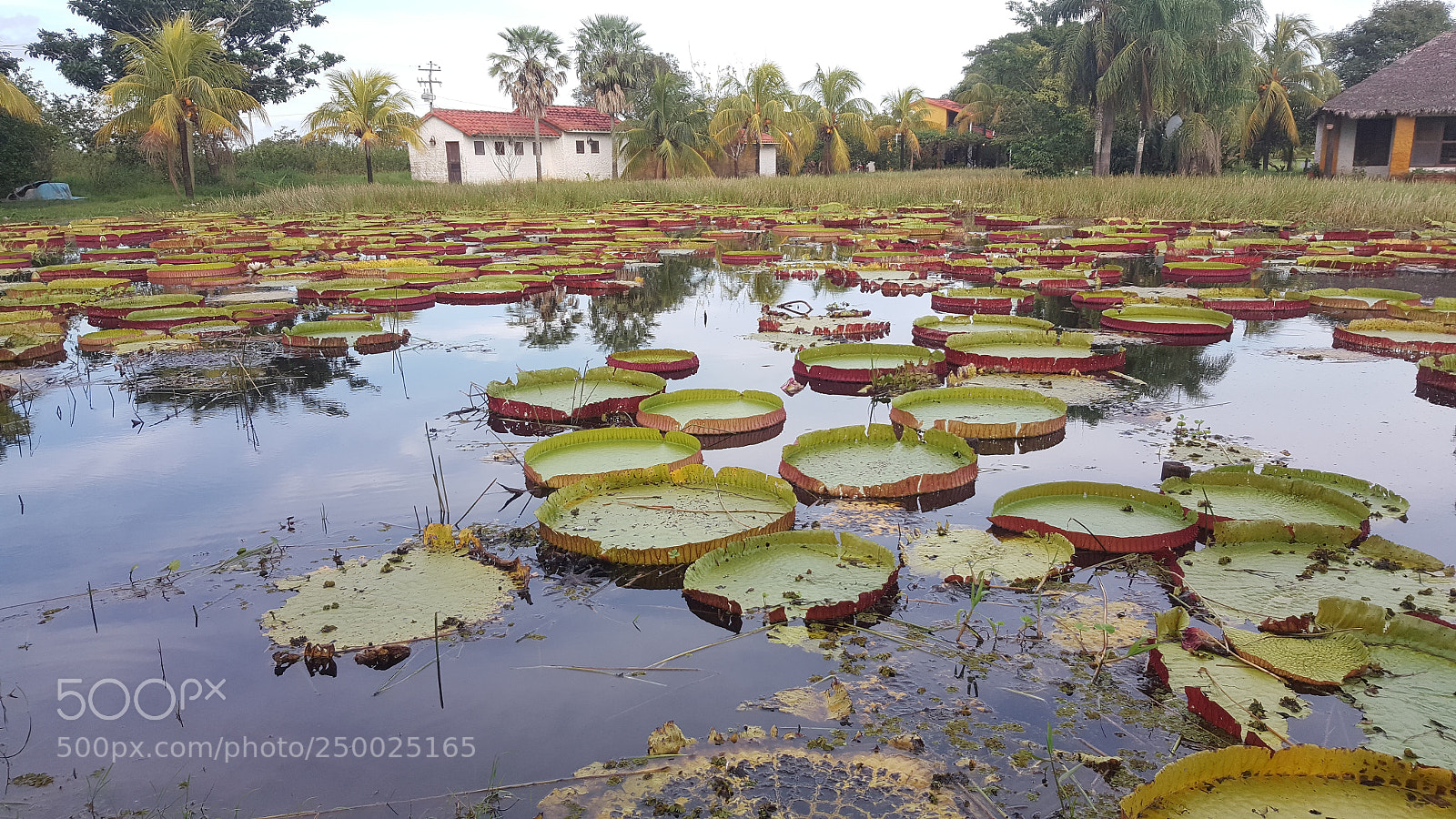 Samsung Galaxy Note5 sample photo. Untitled photography